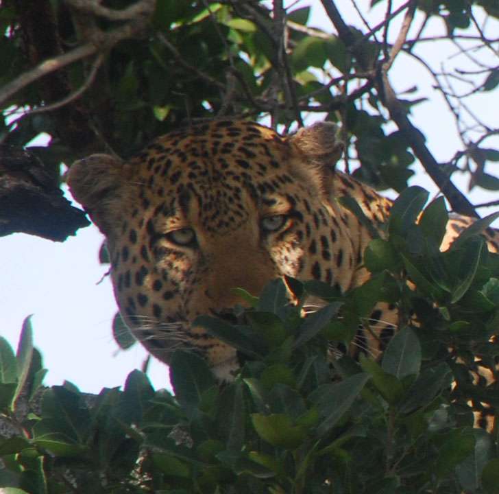 Regreso al Mara - Kenia - Blogs de Kenia - 7 guepardos, 2 rinos con mal genio y un leopardo (22)